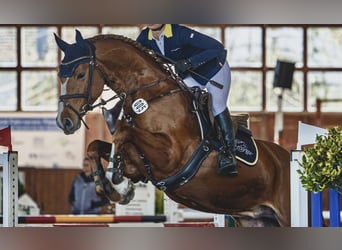 Deutsches Sportpferd, Hengst, 5 Jahre, 167 cm, Fuchs