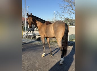 Deutsches Sportpferd, Hengst, 5 Jahre, 168 cm, Brauner