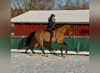 Deutsches Sportpferd, Hengst, 5 Jahre, 168 cm, Brauner