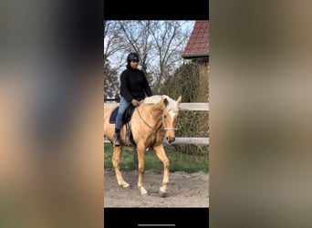 Deutsches Sportpferd, Hengst, 5 Jahre, 170 cm, Palomino