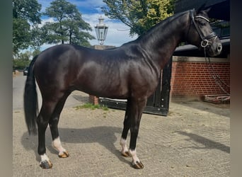 Deutsches Sportpferd, Hengst, 5 Jahre, 170 cm, Rappe