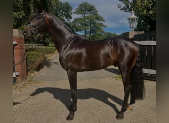 Deutsches Sportpferd, Hengst, 5 Jahre, 172 cm, Dunkelbrauner