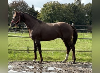 Deutsches Sportpferd Mix, Hengst, 5 Jahre, 173 cm, Dunkelfuchs