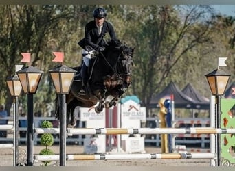 Deutsches Sportpferd, Hengst, 6 Jahre, 164 cm, Brauner