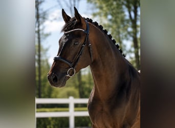 Deutsches Sportpferd, Hengst, 6 Jahre, 166 cm, Brauner