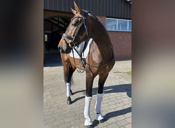 Deutsches Sportpferd, Hengst, 6 Jahre, 171 cm, Dunkelbrauner