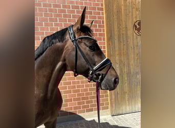Deutsches Sportpferd, Hengst, 6 Jahre, 171 cm, Dunkelbrauner