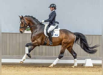 Deutsches Sportpferd, Hengst, 6 Jahre, 175 cm, Brauner