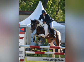 Deutsches Sportpferd, Hengst, 7 Jahre, 165 cm, Schecke