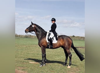 Deutsches Sportpferd, Hengst, 7 Jahre, 175 cm, Brauner