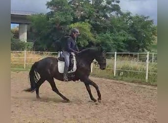 Deutsches Sportpferd, Hengst, 7 Jahre, 175 cm, Rappe