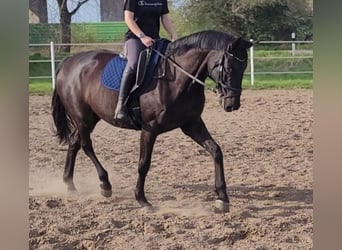 Deutsches Sportpferd, Hengst, 7 Jahre, 175 cm, Rappe