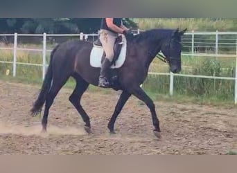 Deutsches Sportpferd, Hengst, 7 Jahre, Rappe