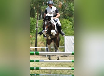 Deutsches Sportpferd, Hengst, 8 Jahre, 165 cm, Schecke