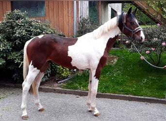 Deutsches Sportpferd, Hengst, 8 Jahre, 165 cm, Schecke