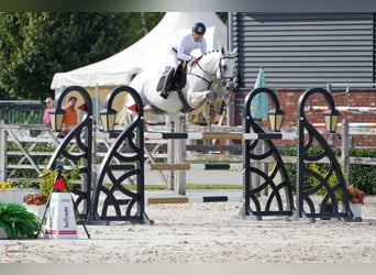 Deutsches Sportpferd, Hengst, 8 Jahre, 167 cm, Schimmel