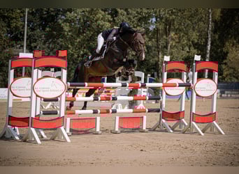 Deutsches Sportpferd, Hengst, 9 Jahre, 164 cm, Dunkelbrauner