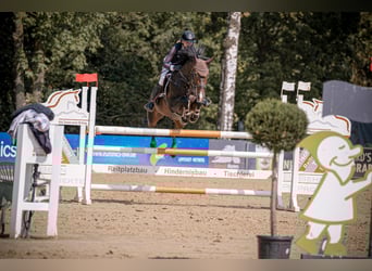 Deutsches Sportpferd, Hengst, 9 Jahre, 164 cm, Dunkelbrauner
