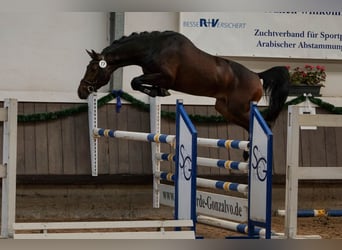 Deutsches Sportpferd, Hengst, 9 Jahre, 164 cm, Dunkelbrauner