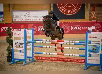 Deutsches Sportpferd, Hengst, 9 Jahre, 164 cm, Dunkelbrauner