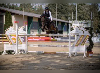 Deutsches Sportpferd, Hengst, 9 Jahre, 164 cm, Dunkelbrauner