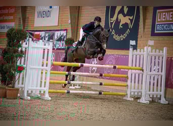 Deutsches Sportpferd, Hengst, 9 Jahre, 164 cm, Dunkelbrauner