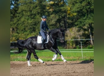 Deutsches Sportpferd, Hengst, 9 Jahre, 183 cm, Rappe