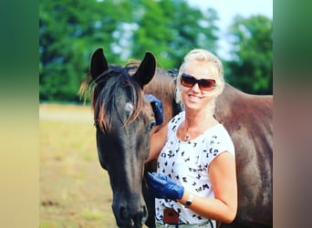 Deutsches Sportpferd, Hengst, 9 Jahre, 183 cm, Rappe