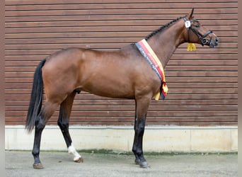 Deutsches Sportpferd, Hengst, 3 Jahre, 175 cm, Brauner