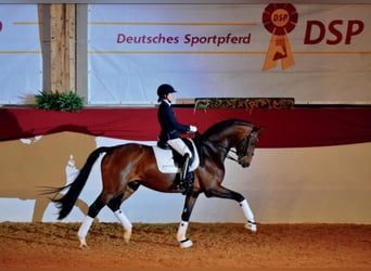 Deutsches Sportpferd, Hengst, 12 Jahre, 168 cm, Brauner