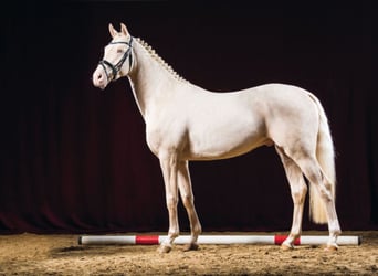 Deutsches Sportpferd, Hengst, 11 Jahre, 171 cm, Cremello