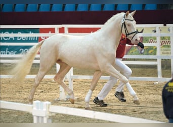 Deutsches Sportpferd, Hengst, 11 Jahre, 171 cm, Cremello