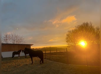 Deutsches Sportpferd, Hengst, Fohlen (01/2024)