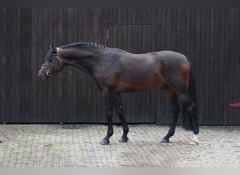 Deutsches Sportpferd, Hengst, 6 Jahre, 168 cm, Dunkelbrauner