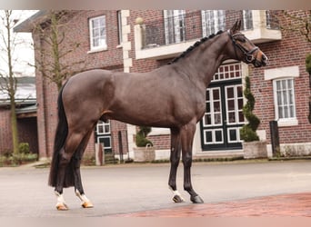 Deutsches Sportpferd, Hengst, 3 Jahre, 167 cm, Dunkelbrauner