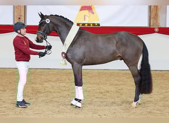 Deutsches Sportpferd, Hengst, 3 Jahre, 167 cm, Dunkelbrauner