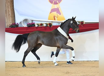 Deutsches Sportpferd, Hengst, 3 Jahre, 173 cm, Dunkelbrauner