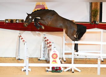 Deutsches Sportpferd, Hengst, 3 Jahre, 173 cm, Dunkelbrauner