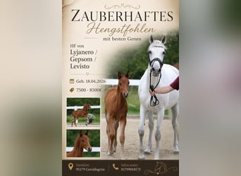 Deutsches Sportpferd, Hengst, Fohlen (04/2026), 165 cm, Brauner
