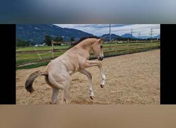 Deutsches Sportpferd, Hengst, Fohlen (06/2023), 165 cm, Buckskin