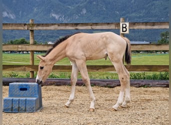Deutsches Sportpferd, Hengst, Fohlen (06/2023), 165 cm, Buckskin
