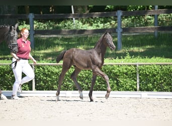 Deutsches Sportpferd, Hengst, , 167 cm, Rappe