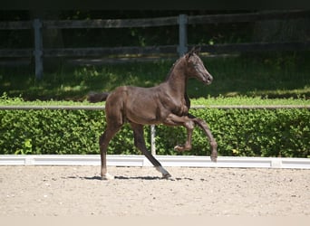 Deutsches Sportpferd, Hengst, , 167 cm, Rappe
