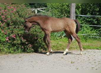 Deutsches Sportpferd, Hengst, Fohlen (03/2026), 167 cm, Rappe