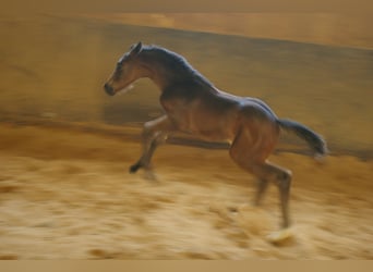Deutsches Sportpferd, Hengst, Fohlen (04/2026), 168 cm, Brauner