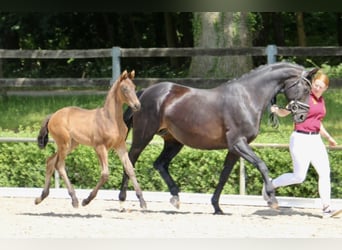 Deutsches Sportpferd, Hengst, Fohlen (04/2025), 168 cm, Dunkelbrauner
