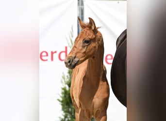 Deutsches Sportpferd, Hengst, , 168 cm, Fuchs