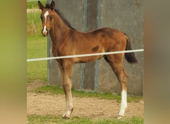 Deutsches Sportpferd, Hengst, Fohlen (05/2026), 170 cm, Brauner