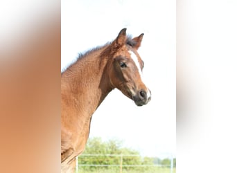 Deutsches Sportpferd, Hengst, , 170 cm, Brauner