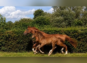 Deutsches Sportpferd, Hengst, Fohlen (05/2026), 170 cm, Brauner
